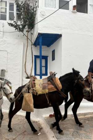 Donkeys walking in a traditional Greek alley with white-washed houses, authentic atmosphere, and inspiration for private events in Greece by Sirtaki Events.